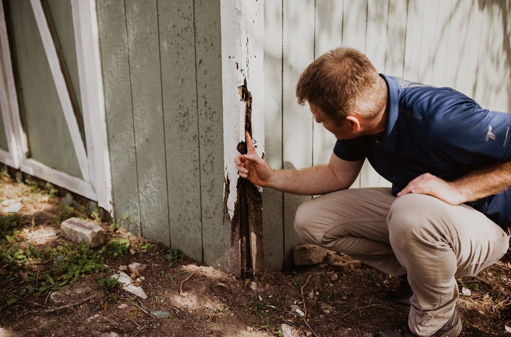 Termite Inspection - Edifice Inspections