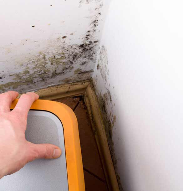 mold-inspection