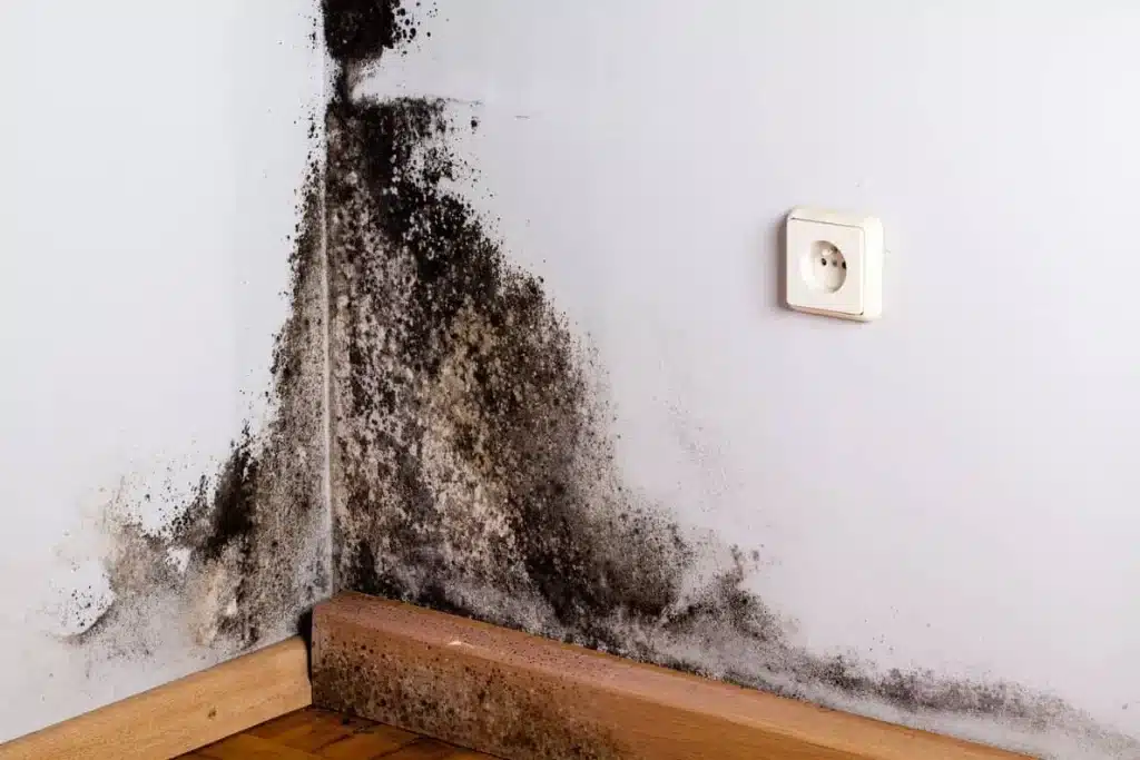 Black mold is toxic and smells old and musty. Call a professional for removal. 