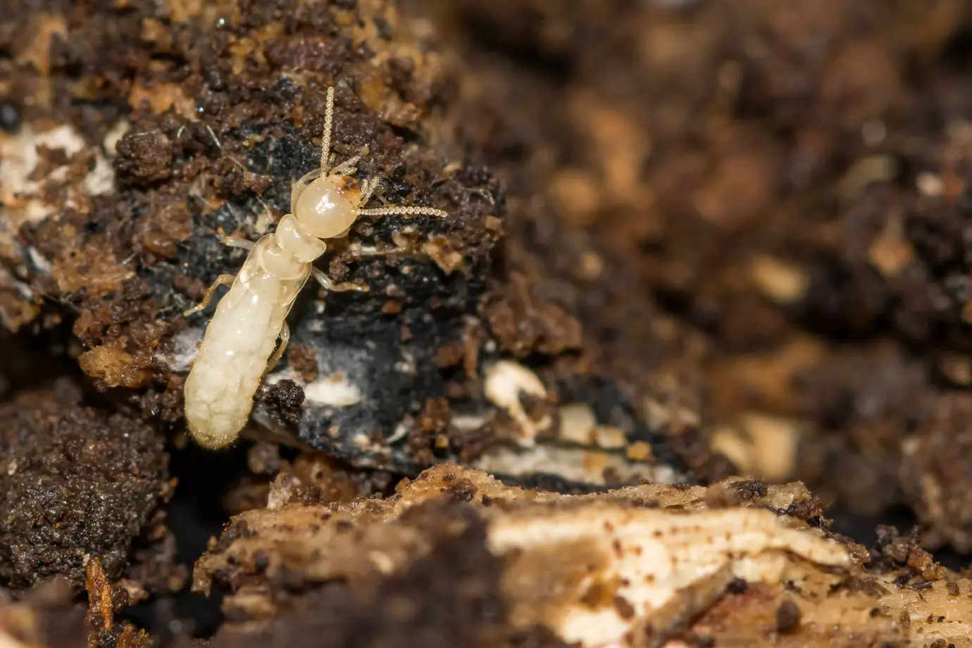 Subterranean termites are a type of termite you can get in your home.