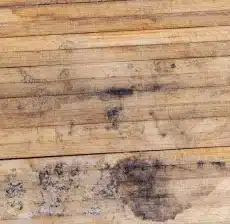 Mold on wood looks like patches of black dots.